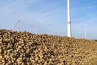 Agriculture, sugar beets are stacked at the edge of the field after harvesting, beet pile,