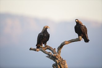 Iberian Eagle at dawn, Spanish Imperial Eagle (Aquila adalberti), Extremadura, Castilla La Mancha,