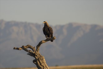 Iberian Eagle, Spanish Imperial Eagle (Aquila adalberti), Extremadura, Castilla La Mancha, Spain,