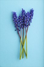 Muscari or murine hyacinth flowers on blue pastel background. top view, flat lay, close up, still