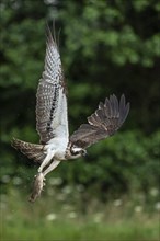 Western osprey (Pandion haliaetus) hunting, Aviemore, Scotland, Great Britain