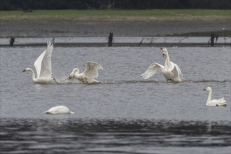 Tundra swans (Cygnus bewickii), fighting, Emsland, Lower Saxony, Germany, Europe