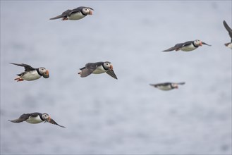 Puffin (Fratercula arctica), in flight, Grimsey Island, Iceland, Europe