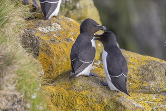 Razorbill (Alca torda), pair interacting with each other, Latrabjarg, Westfjords, Iceland, Europe