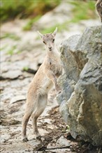 Alpine ibex (Capra ibex) youngster, standing on a rock, wildlife Park Aurach near Kitzbuehl,