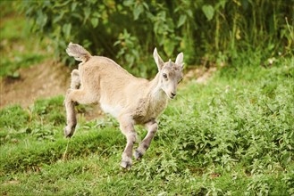 Alpine ibex (Capra ibex) youngster jumging in the air on a meadow, playing, wildlife Park Aurach