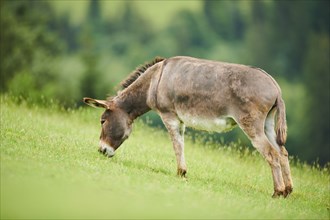 Donkey (Equus africanus asinus) standing on a meadow, tirol, Kitzbühel, Wildpark Aurach, Austria,