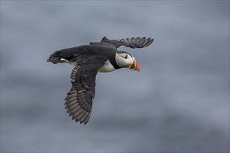 Puffin (Fratercula arctica), in flight, Grimsey Island, Iceland, Europe