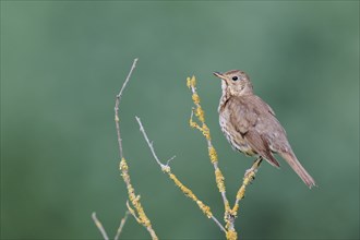 Song thrush (Turdus philomelos), Lower Saxony, Germany, Europe