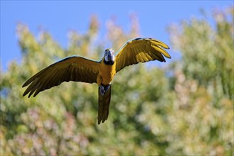 Blue and yellow macaw (Ara ararauna) in flight, captive, Lower Saxony, Germany, Europe