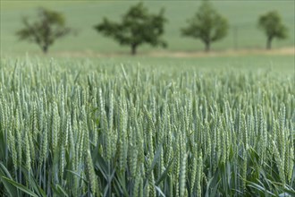 Wheat (Triticum aestivum), unripe, Baden-Württemberg, Germany, Europe