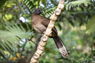 Grey-headed guan (ortalis cinereiceps), bird sitting on a branch, Monteverde cloud forest, Monte