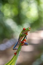 Red-eyed tree frog (Agalychnis callidryas), sitting on a leaf, Heredia province, Costa Rica,