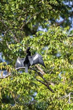 Anhinga (Anhinga anhinga) in a tree, Tortuguero National Park, Costa Rica, Central America