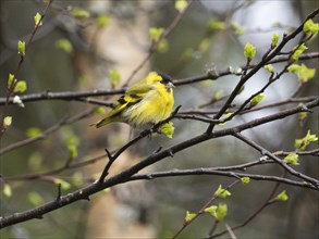 Eurasian siskin (Carduelis spinus), male on branch of Hairy Birch tree (Betula pubescens), May,