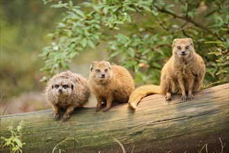 Ethiopian dwarf mongoose (Helogale hirtula) and Meerkat (Suricata suricatta) sitting on an old tree