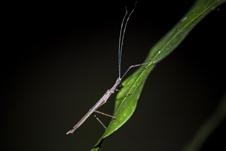 Stick insect (Phasmatodea) sitting on a leaf, at night in the tropical rainforest, Refugio Nacional