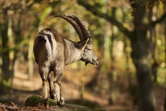 Alpine ibex (Capra ibex) male standing on a rock in autumn, Bavaria, Germany, Europe