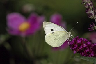 A Cabbage butterfly (Pieris brassicae) sitting on a purple flower in a natural environment in the