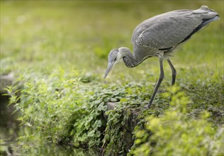 Grey heron (Ardea cinerea), standing on the shore, bent diagonally downwards, looking towards the