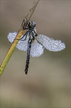 Black Darter (Sympetrum danae), Emsland, Lower Saxony, Germany, Europe