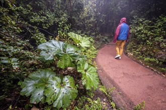 Young man on hiking trail through foggy rainforest, dense vegetation with mammoth leaf (poorman's