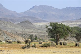 Desert elephants (Loxodonta africana) in the Huab dry river, Damaraland, Kunene region, Namibia,