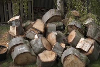 Tree felling, wood, firewood, oak wood, tree slices, Federal Republic of Germany