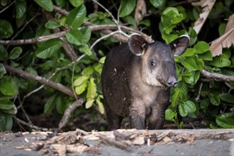 Baird's tapir (Tapirus bairdii), juvenile, in the rainforest, Corcovado National Park, Osa,