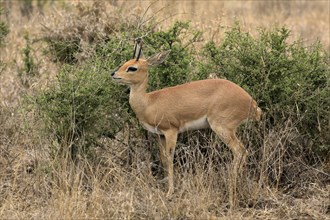 Steenbok (Raphicerus campestris), adult, male, foraging, vigilant, dwarf antelope, Kruger National