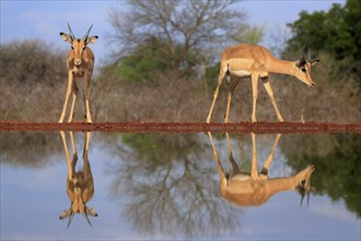 Black Heeler Antelope (Aepyceros melampus), young males, two, at the water, alert, Kruger National