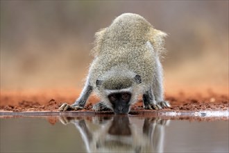 Vervet Monkey (Chlorocebus pygerythrus), adult, drinking, at the water, Kruger National Park,