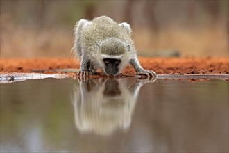 Vervet Monkey (Chlorocebus pygerythrus), adult, drinking, at the water, Kruger National Park,