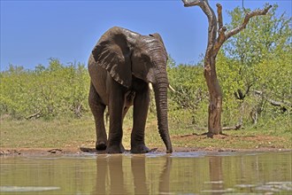 African elephant (Loxodonta africana), bull, male, at the water, Kruger National Park, Kruger