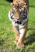 Sumatran tiger (Panthera tigris sumatrae), adult male portrait alert running, Sumatra