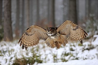 Eurasian Eagle-owl (Bubo bubo), adult flying in winter, in the snow, Zdarske Vrchy,