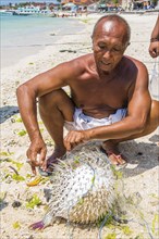 Indonesian fisherman with a puffer fish (Tetradontidae) on the beach, fish, man, food, food, local,