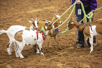 Oklahoma City, Oklahoma, The Great Plains Rodeo, an annual gay rodeo that features traditional