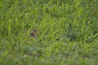 Brown hare (Lepus europaeus) juvenile leveret animal hiding in a farmland cereal crop in the