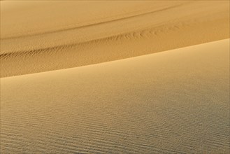 Wave-like sand dunes in a dry desert landscape in golden colours, Matruh, Great Sand Sea, Libyan