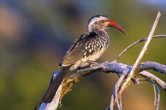 Africa, Botswana, Red-billed Hornbill, Tockus Erithrorhynchus, Botswana, Botswana, Africa