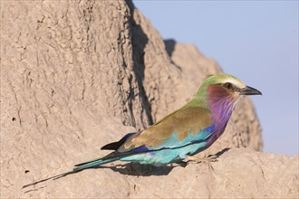 Africa, Botswana, Fork-tailed Roller, Coracias caudatus, Botswana, Africa