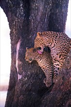 Leopard, with young, 6 months, old, Panthera pardus, Botswana, Botswana, Botswana, Africa