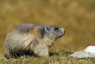 Alpine marmot, Hohe Tauern, Austria, (Marmota marmota), Hohe Tauern, Austria, Europe