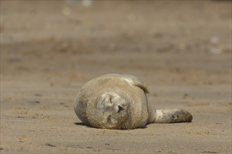 Common seal (Phoca vitulina) adult animal sleeping on a beach, Norfolk, England, United Kingdom,