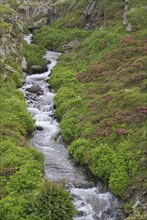 Mountain stream and alpine roses on the Simplon Pass, Valais, Switzerland, Europe