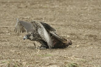 Gerfalcon (Falco rusticolus) young mallard with mallard duck (Anas platyrhynchos) Allgäu, Bavaria,