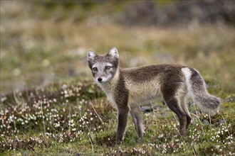 Arctic fox, (Alopex lagopus), summer fur, foraging, young animal, baby animals, Svalbard