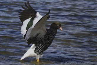 Kelp goose on Carcass Island Falkland, (Cloephaga hybrida), Falkland Islands, Antarctica, South