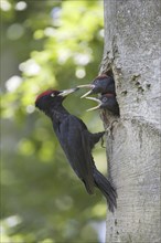 A black woodpecker feeding its young at the breeding den, (Dryocopus martius), Federal Republic of